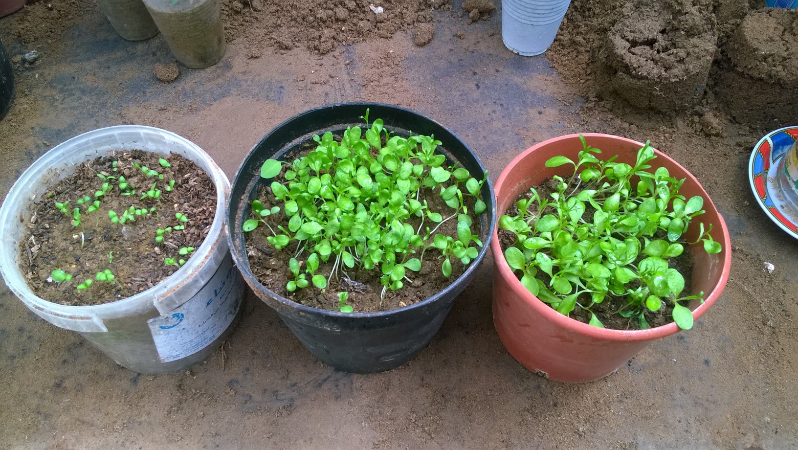 How To Grow Carnation Plant