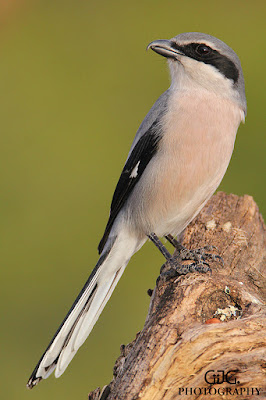 Alcaudón real (Lanius meridionalis)