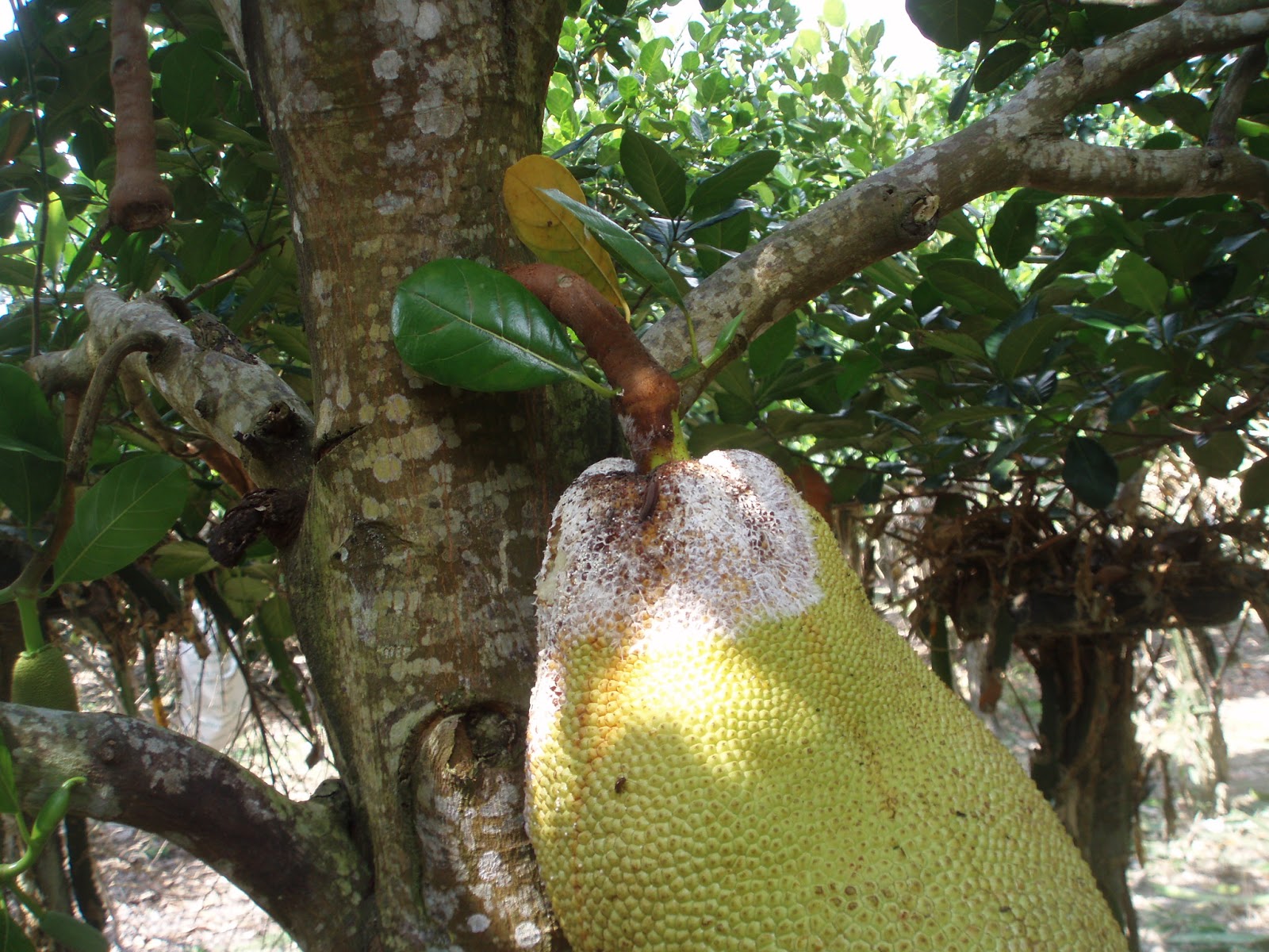 Jackfruit(Nangka) Jackfruit Diseases and Problem