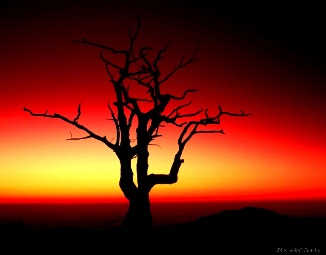 nature wallpaper 145