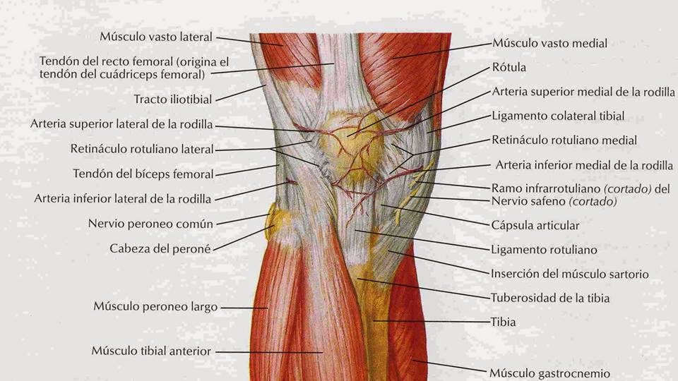 Osteopatía y Salud LA OSTEOPATÍA EN LOS PROBLEMAS DE RODILLA