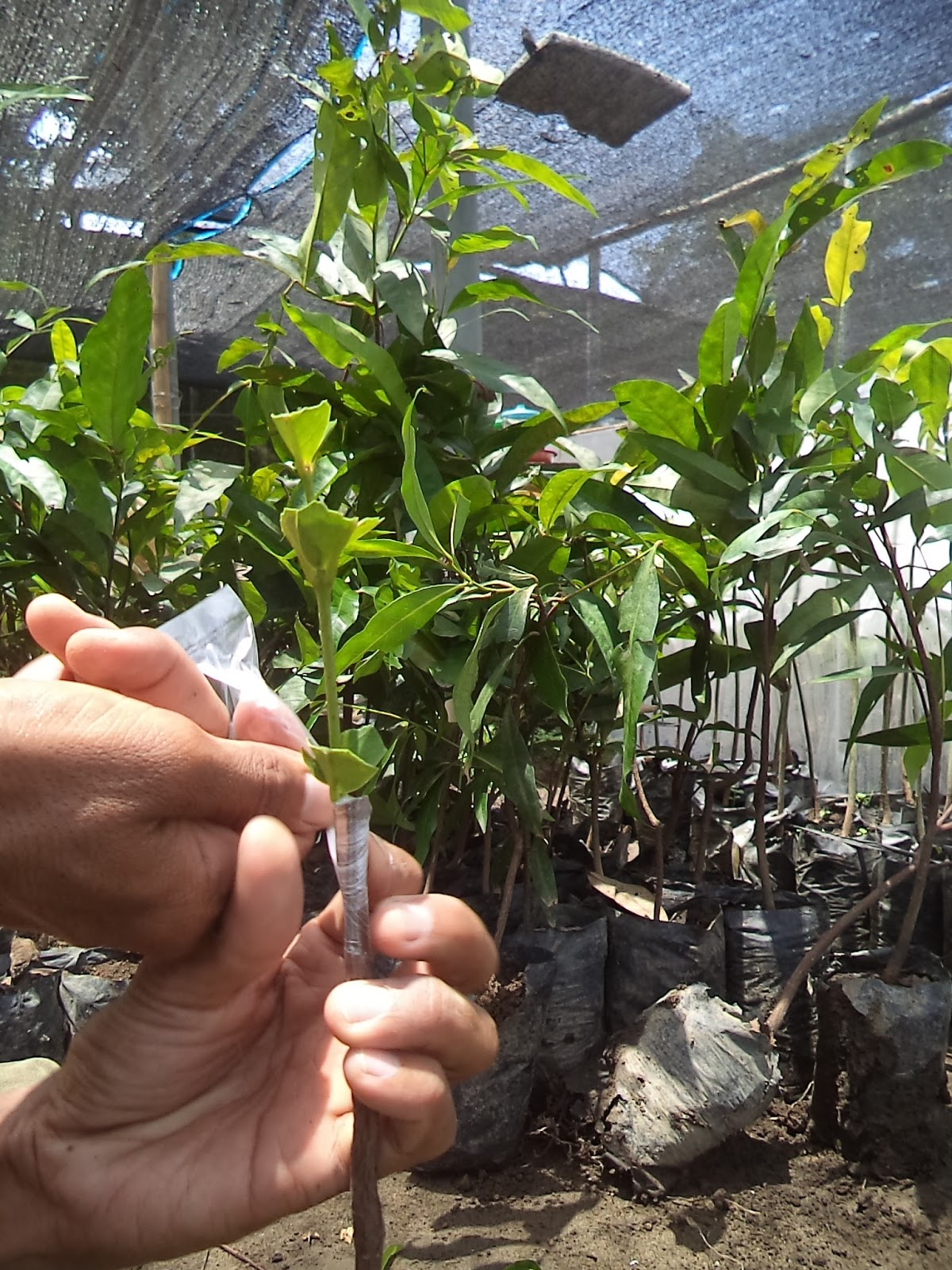 Contoh Membuat Laporan Pkl Pertanian