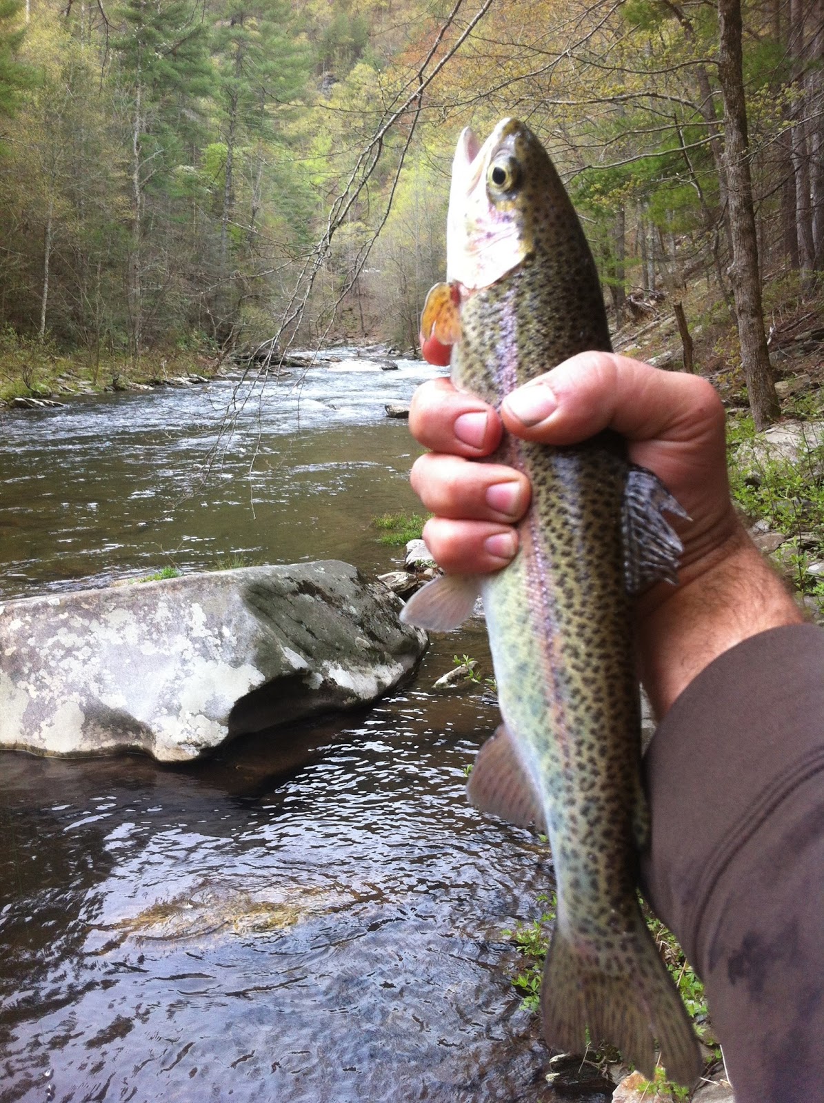 Tellico River Trout Fishing A Tourist Perspective