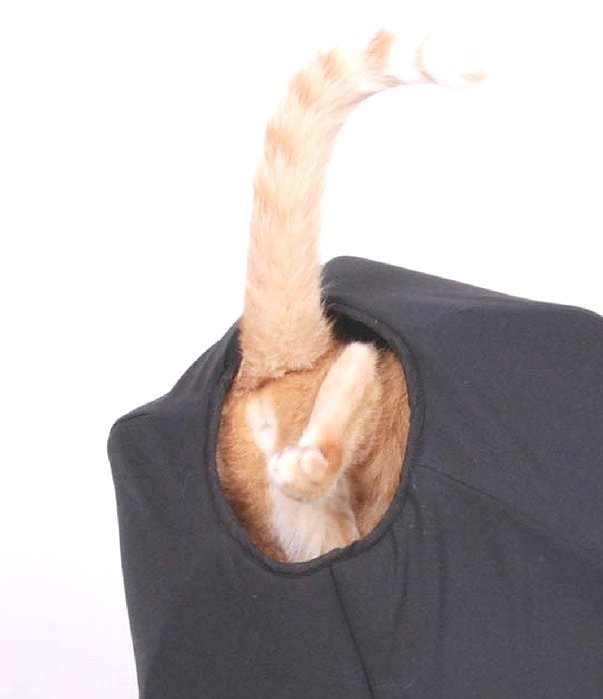 Anal Gland Cat Anal Sacs