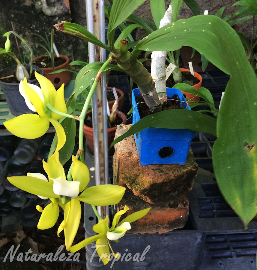 Vista de los pseudobulbos, hojas e inflorescencia de la orquídea Cycnoches warszewiczii 