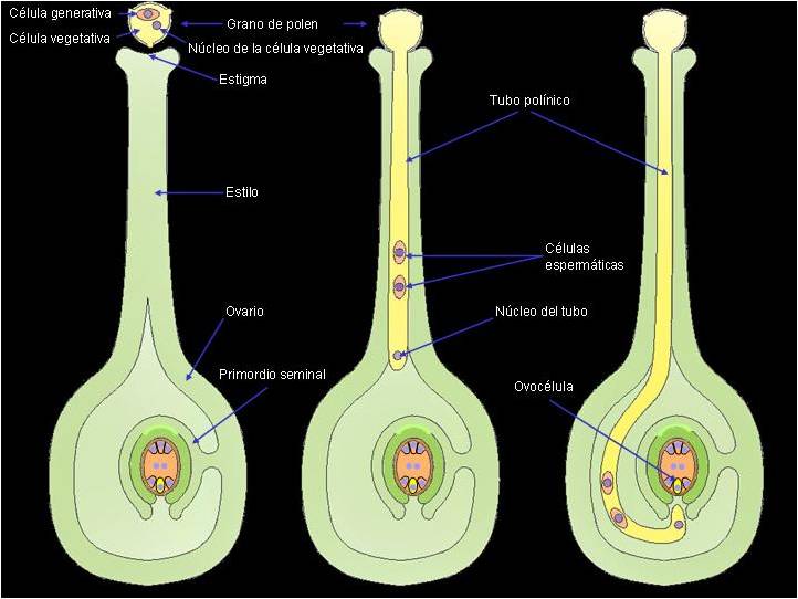 Polinização e fecundação nas espermatófitas