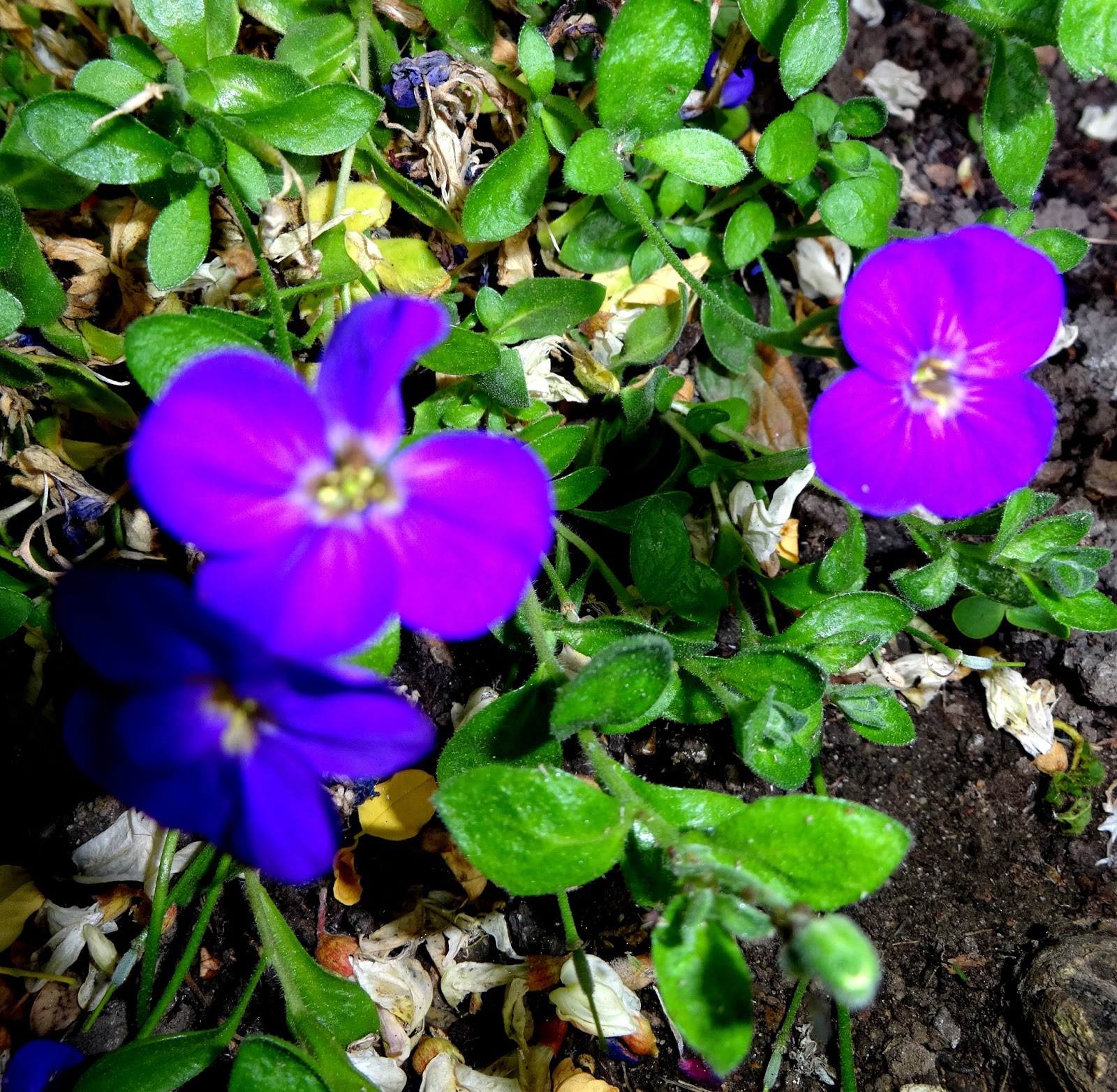 ashokism... Flowers of London...