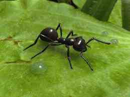 القران الكريم ومملكة النمل - Kingdom of Ants