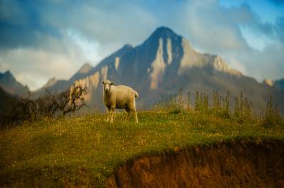 Download Some Awesome Chrome OS Wallpapers Sheep
