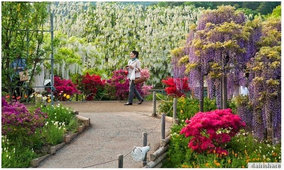Inilah Pokok Bunga Yang Paling Indah Di Dunia - kopipasss