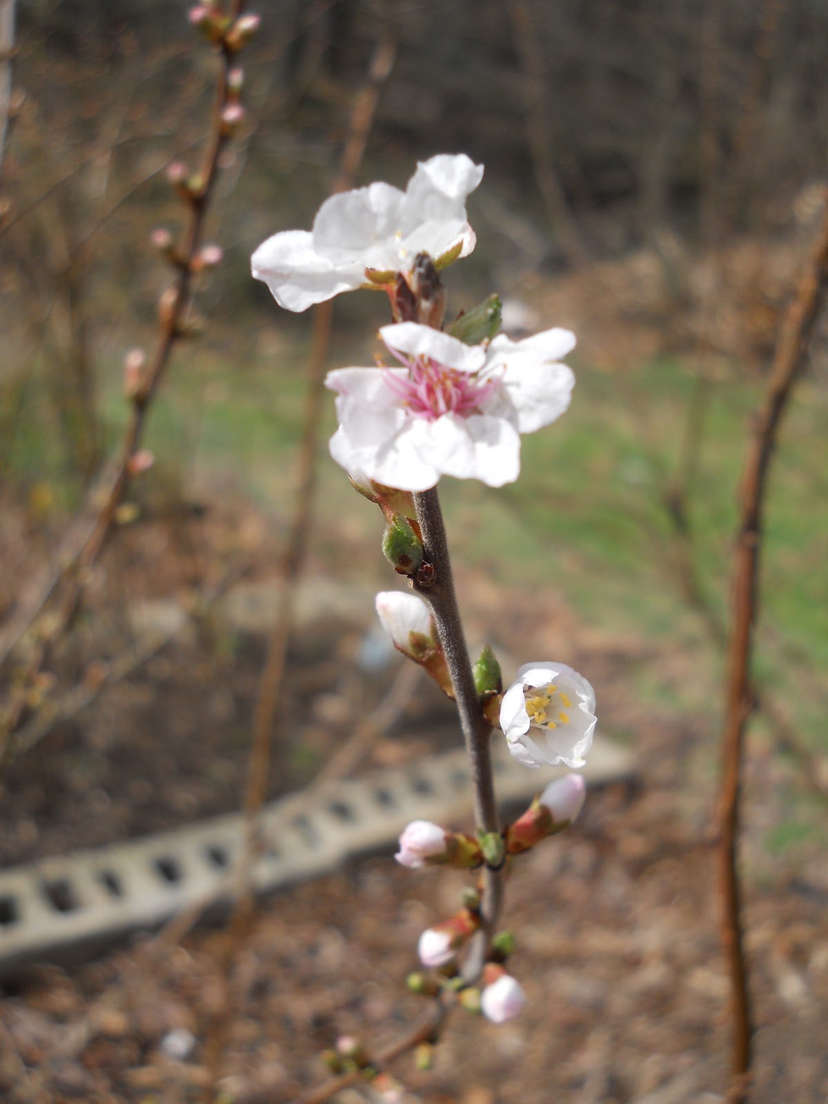 Sue's in the Garden Growing the Groceries Bush Cherries are Blooming!