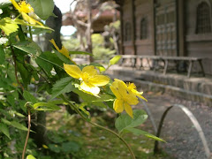 鎌倉・英勝寺のヤマブキ