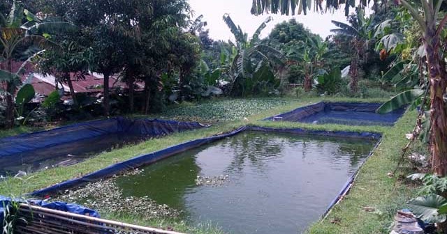 Fasilitas dan Peralatan Pembenihan Ikan Nila