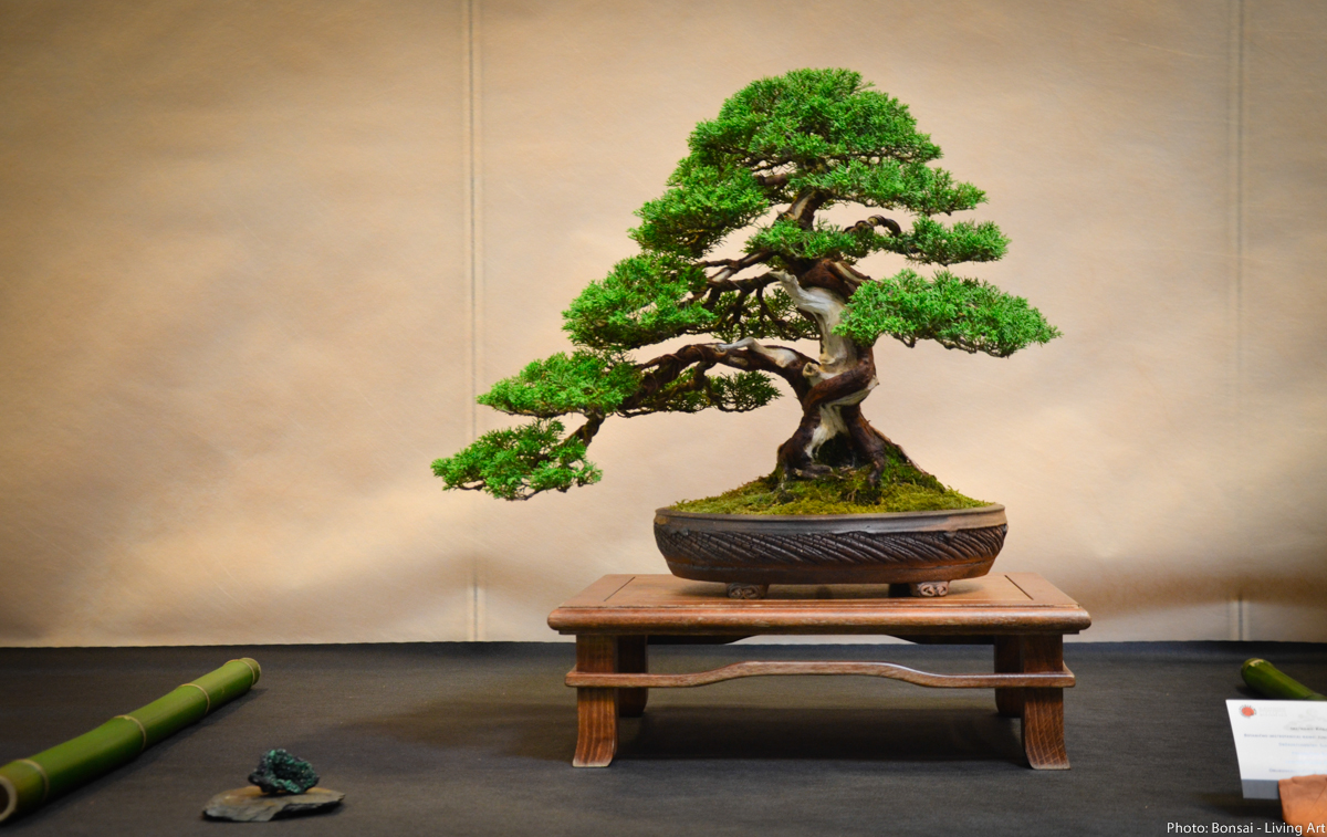 Bonsai Living Art