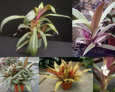 Tradescantia spathacea またはパープル マゲイ: ケア、繁殖、その目的 - 光、温度、場所