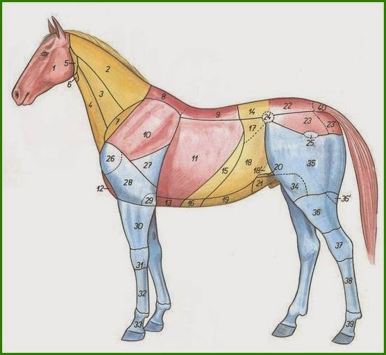 Generalidades de la Ganadería Bovina. Regiones