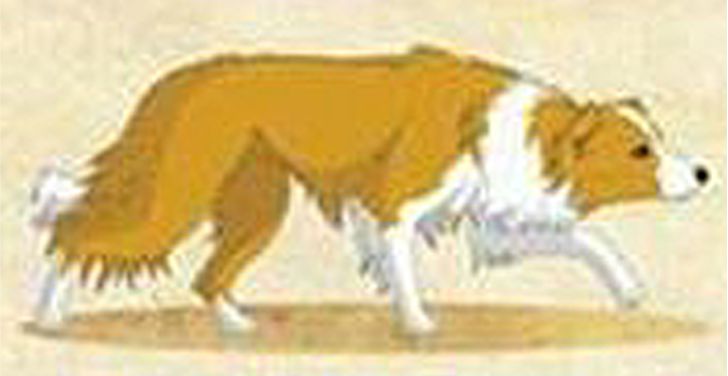red ee border collie