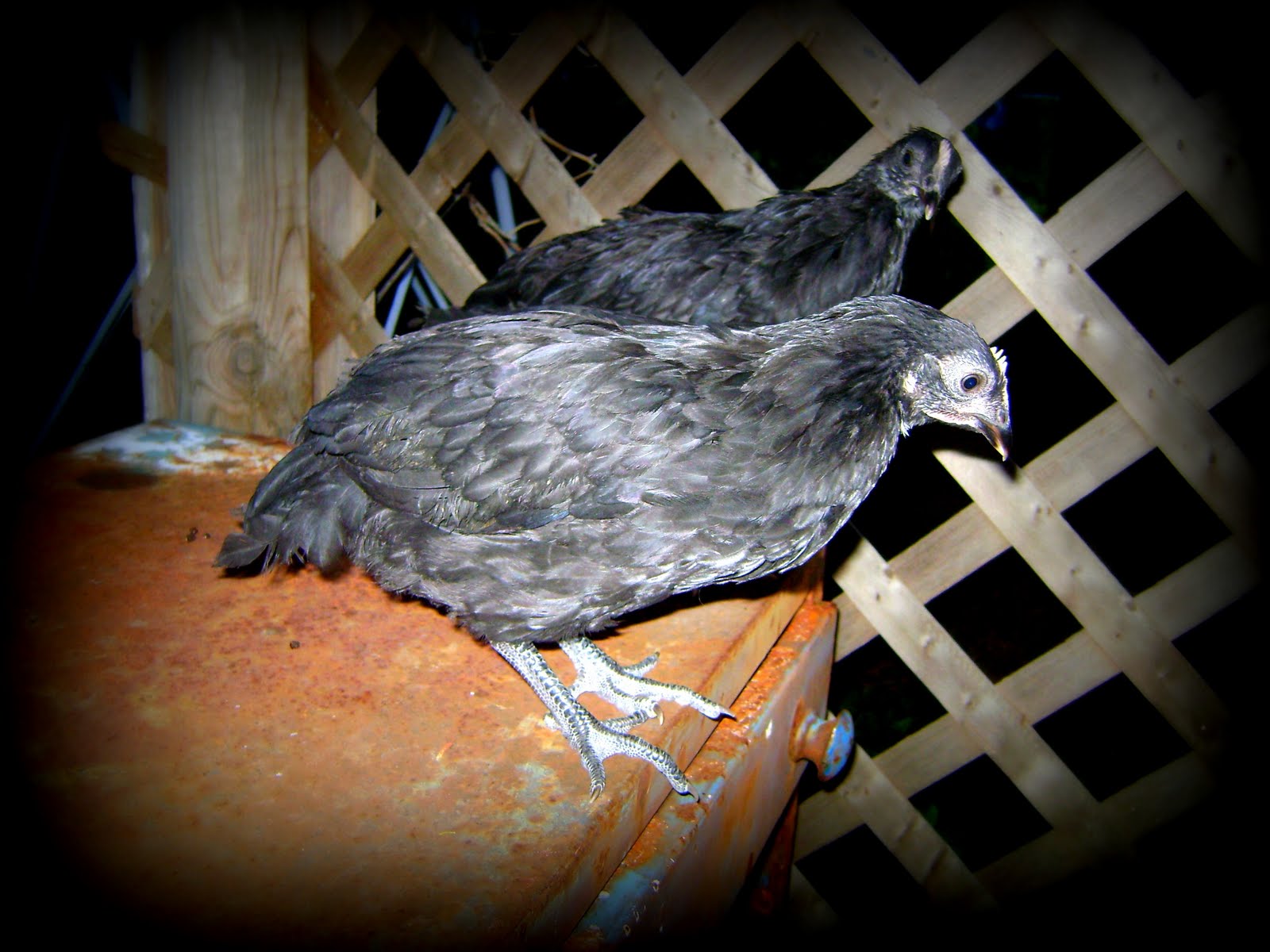 Sha Chicks Meet The Crutch Chicks