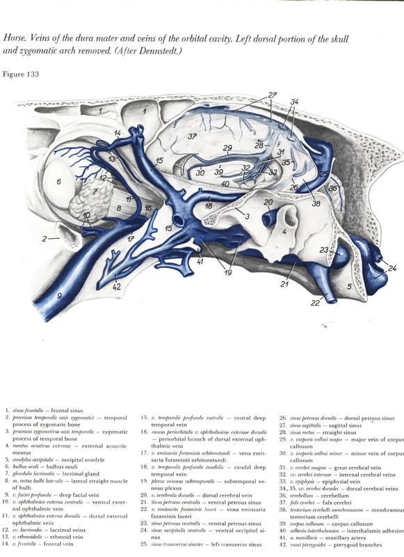 horse-cavalo-skull-anatomy-anatomia-cranio-maxilar-sinusal-sinuses-vetarq-muscle-musculatura-bone-osso-veias-arterias-dentição-equinos
