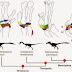 How dinosaur arms turned into bird wings