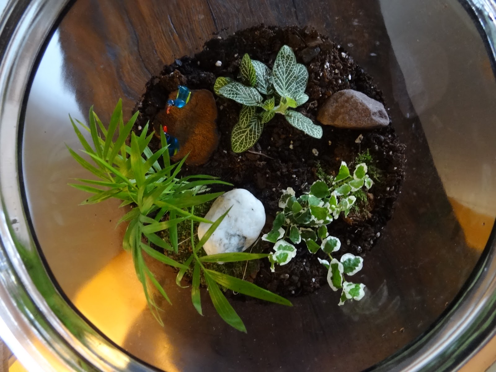 Live and Learn-Toss and Turn: P is for Plants and Pets