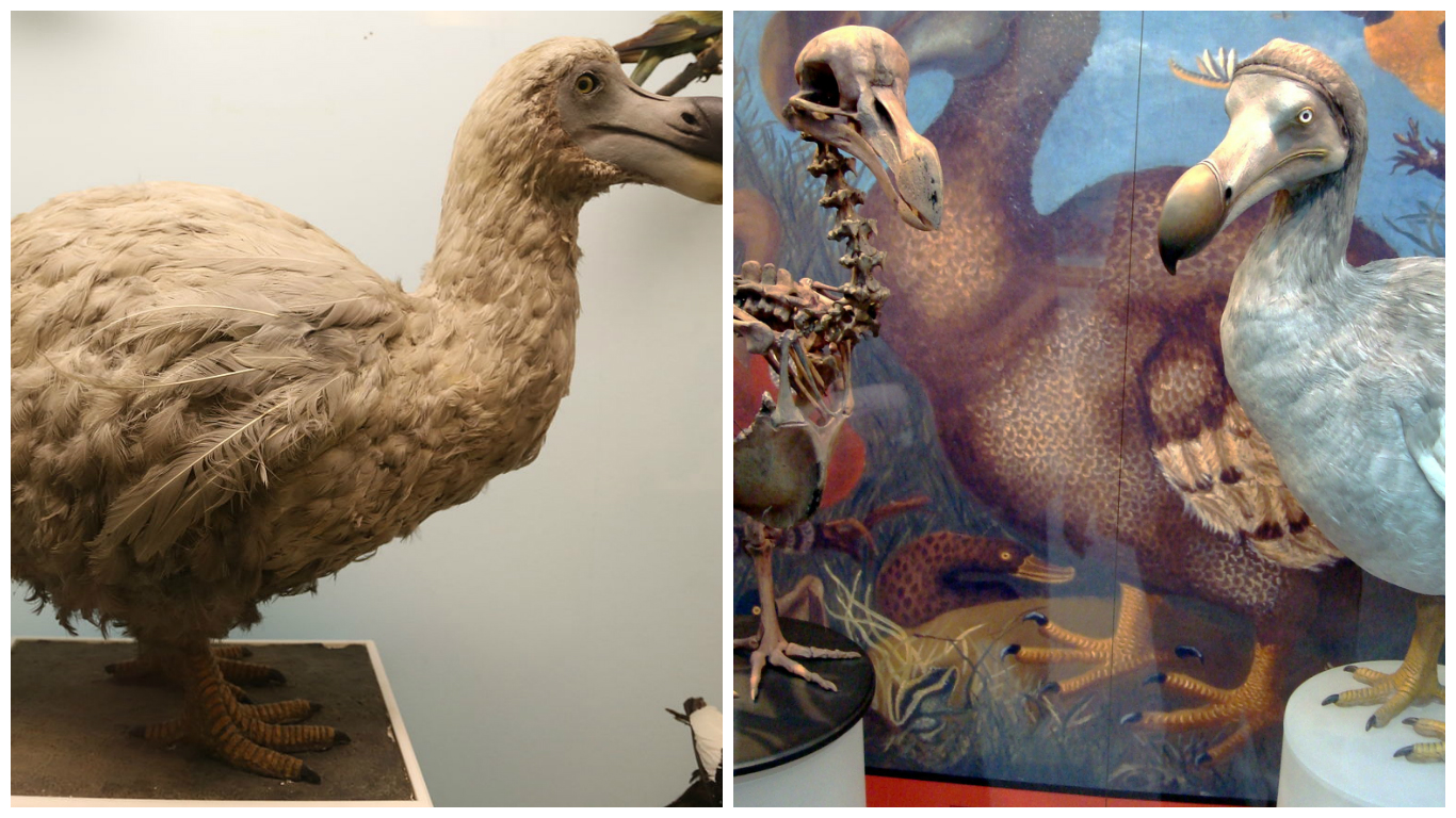 TOP TEN EXTINCT ANIMALS Fun Facts