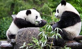 El Zoo de Madrid es el único del mundo con dos crias de osos panda