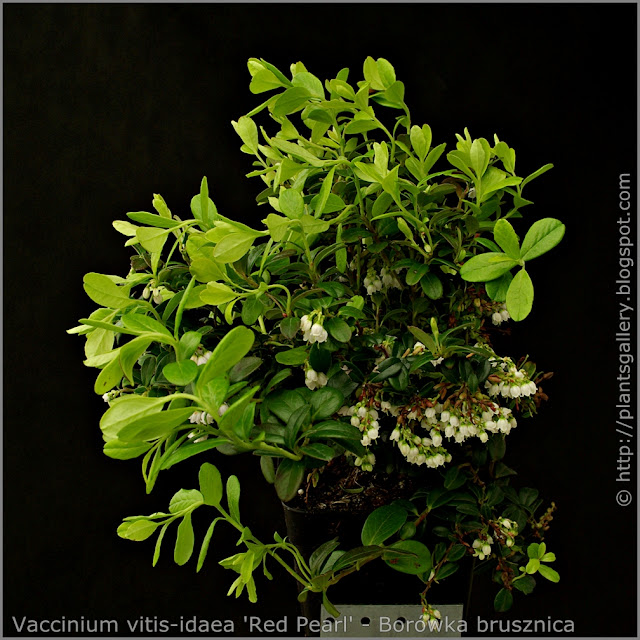 Vaccinium vitis-idaea 'Red Pearl' habit - Borówka brusznica pokrój