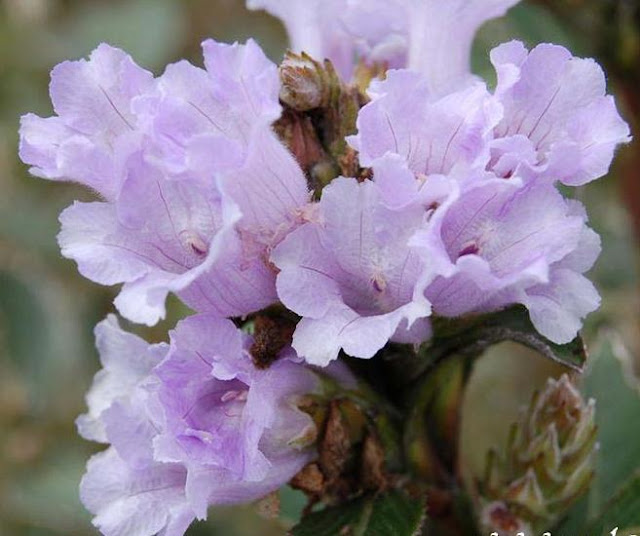 Neelakurinji flower is the Rarest in the World,