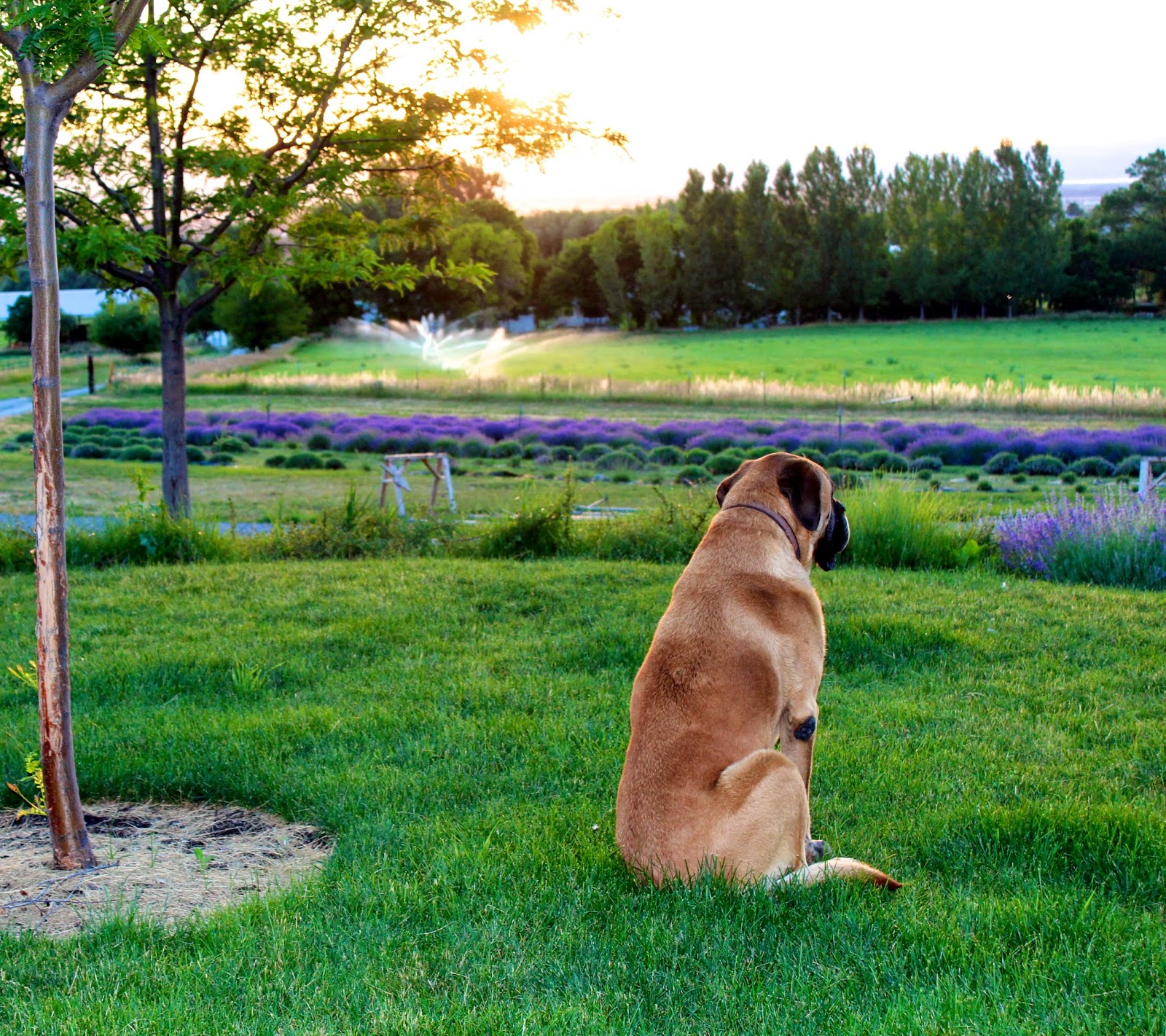 Natural Lavender Dog Soap The Lavender Apple