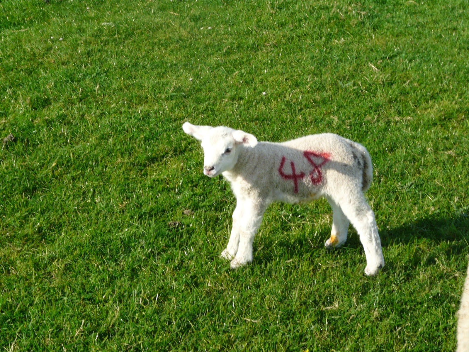 E Coli (Watery Mouth) In Lambs
