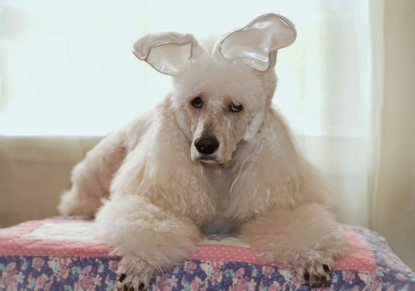 dogs wearing Easter bunny ears