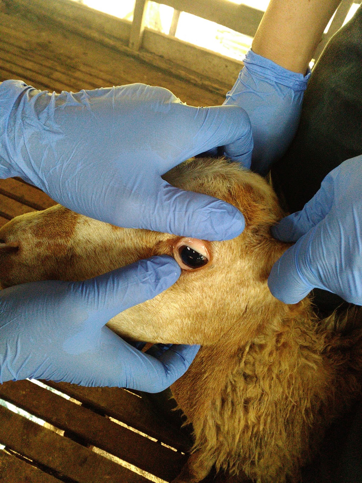 Ubat Cacing Untuk Kucing / Ubat Cacing Untuk Kucing Mengandung Contoh