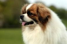 white Tibetan Spaniel Dog with red eyes and ears