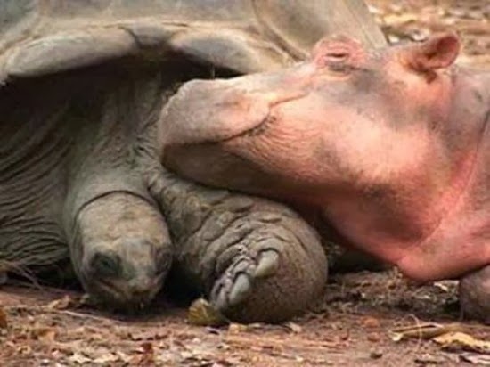 hippo-and-tortoise-6