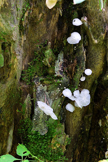 fungus in Puriscal