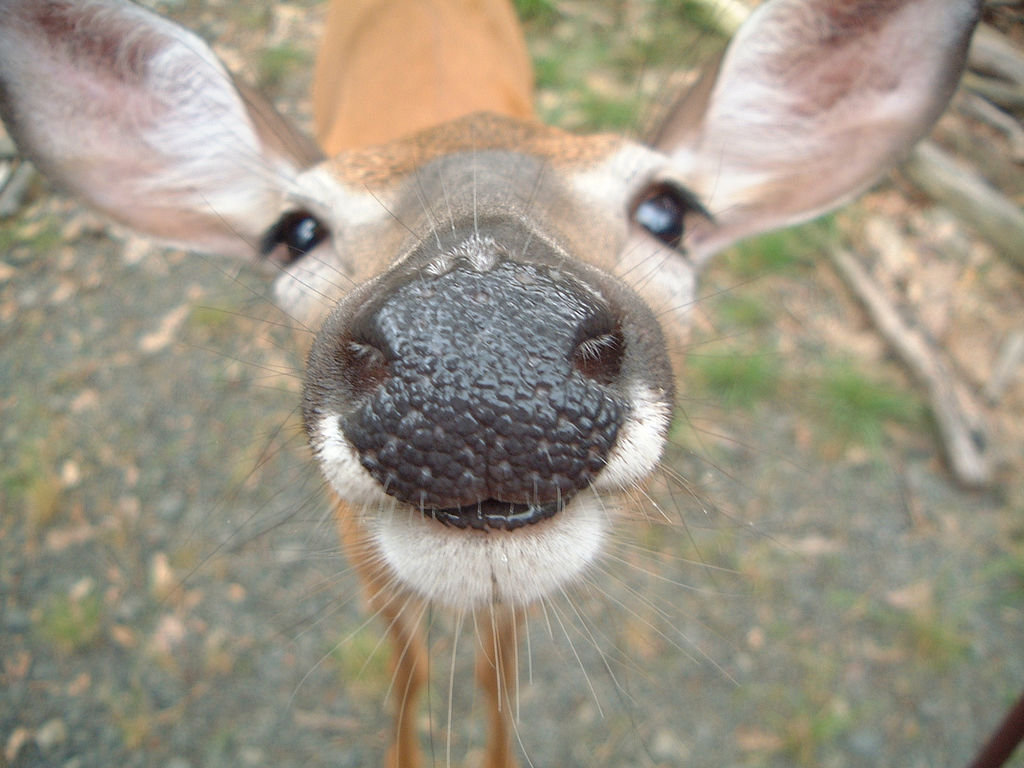 Deer+Funny
