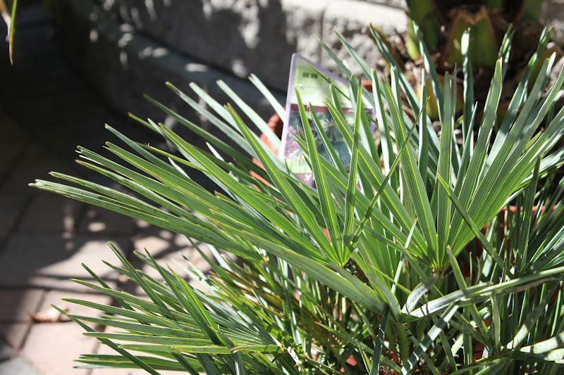 parallel-49-palms-and-exotics-one-year-anniversary
