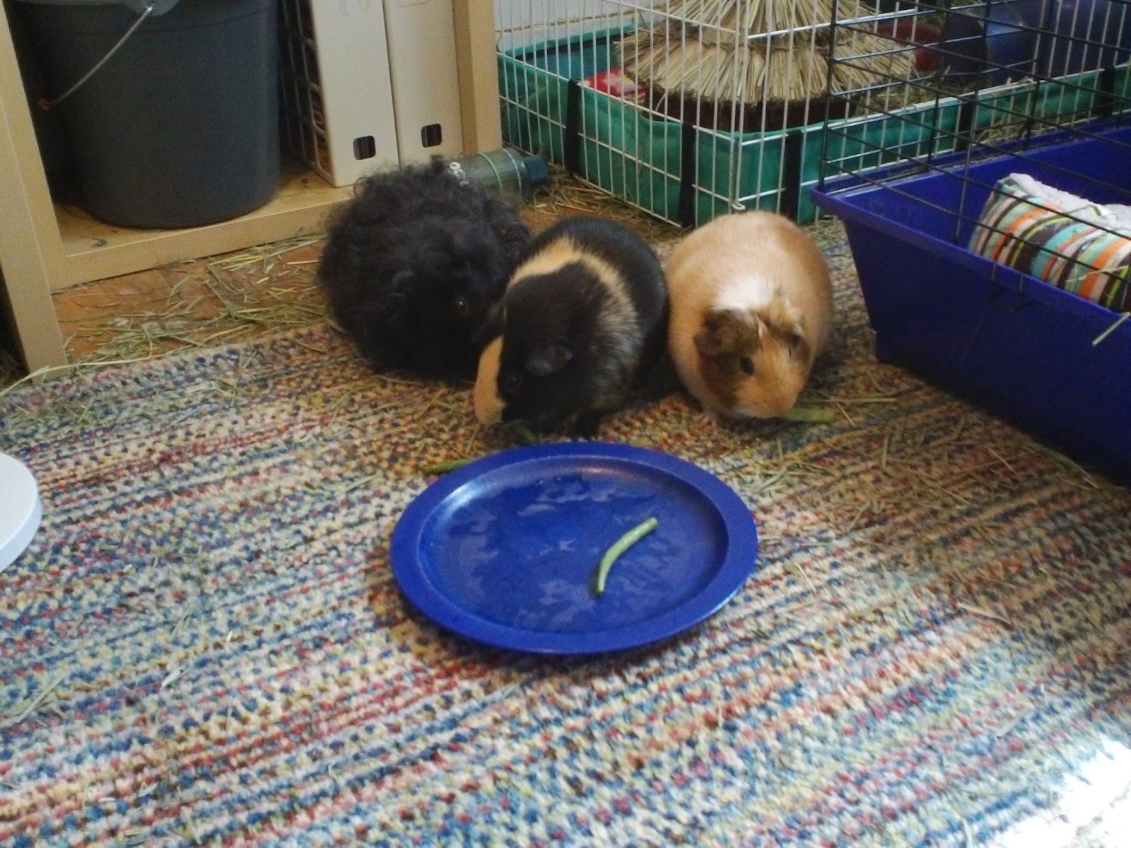 Cavy Savvy A Guinea Pig Blog Can Guinea Pigs Eat Green Beans?