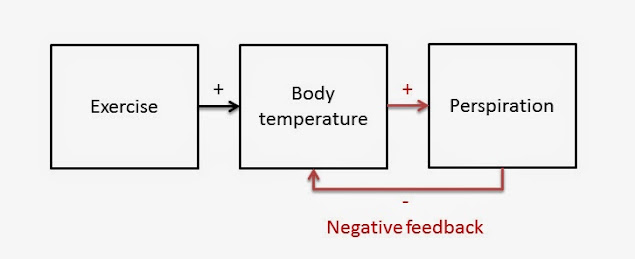 The same diagram as before has been expanded. Increased exercise causes increased body temperature, with the addition of body temperature having a positive relationship with perspiration. An arrow labeled "negative feedback" loops back from "Perspiration" to "Body Temperature" with a minus symbol below the arrow.