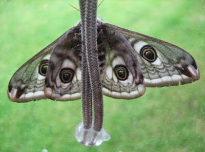 Why Are Moths Attracted To Me
