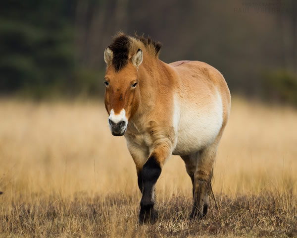 Przewalski’s Horse