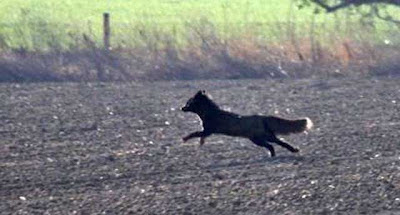 Phantoms and Monsters - Real Eyewitness Cryptid Encounter Reports