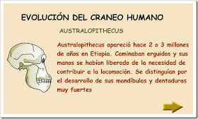 http://www.juntadeandalucia.es/averroes/html/adjuntos/2007/09/13/0030/prehistoria/evolucion/evolucion.swf