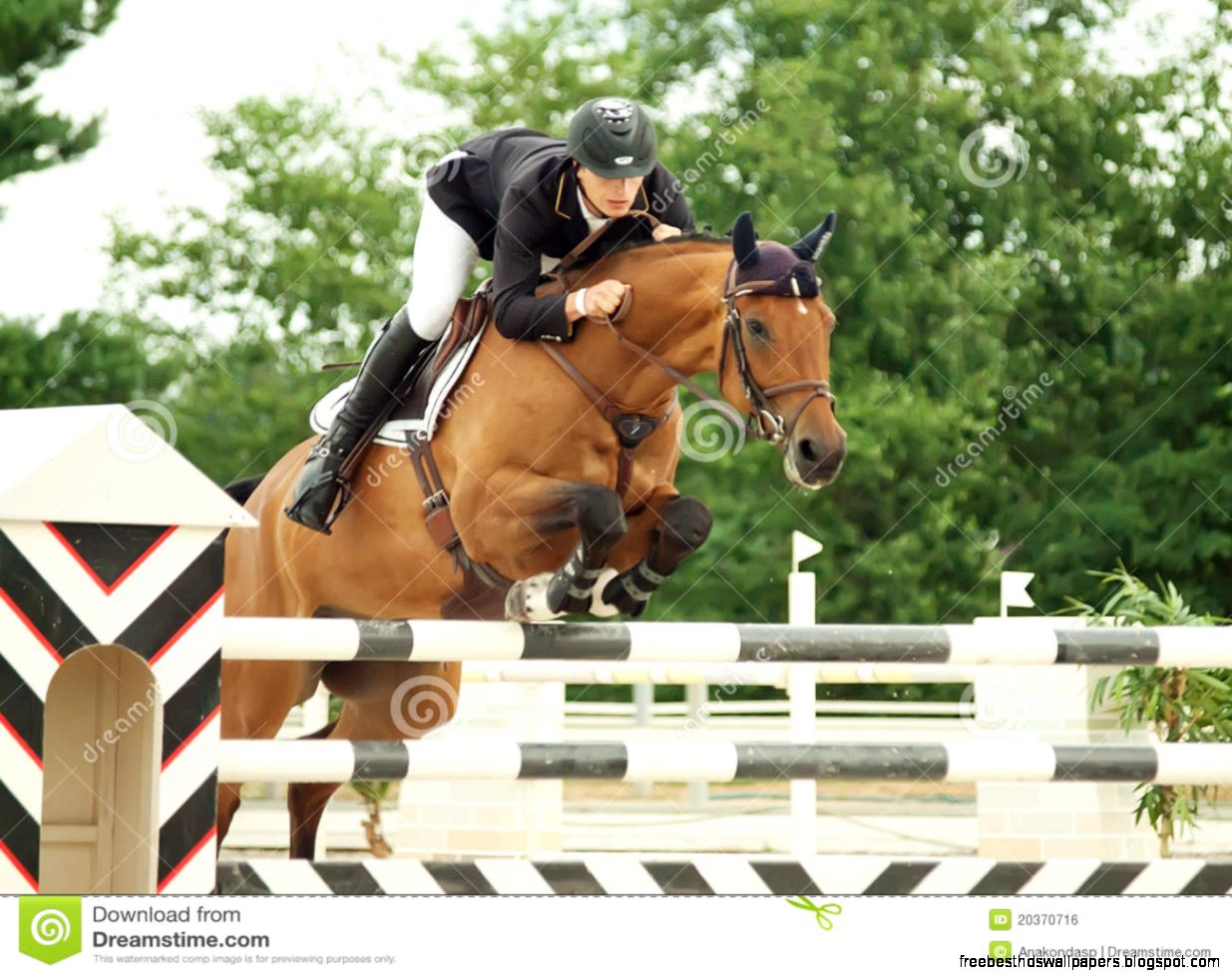 Equestrian Jumping Sport Editorial Image   Image 20370720
