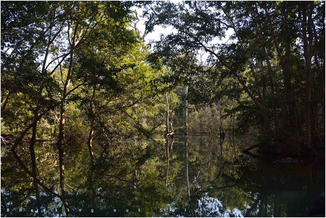 Panna reserve forest