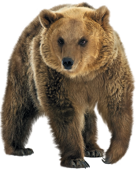 Grizzly Gambar Unduh Gambar Gambar Gratis Pixabay