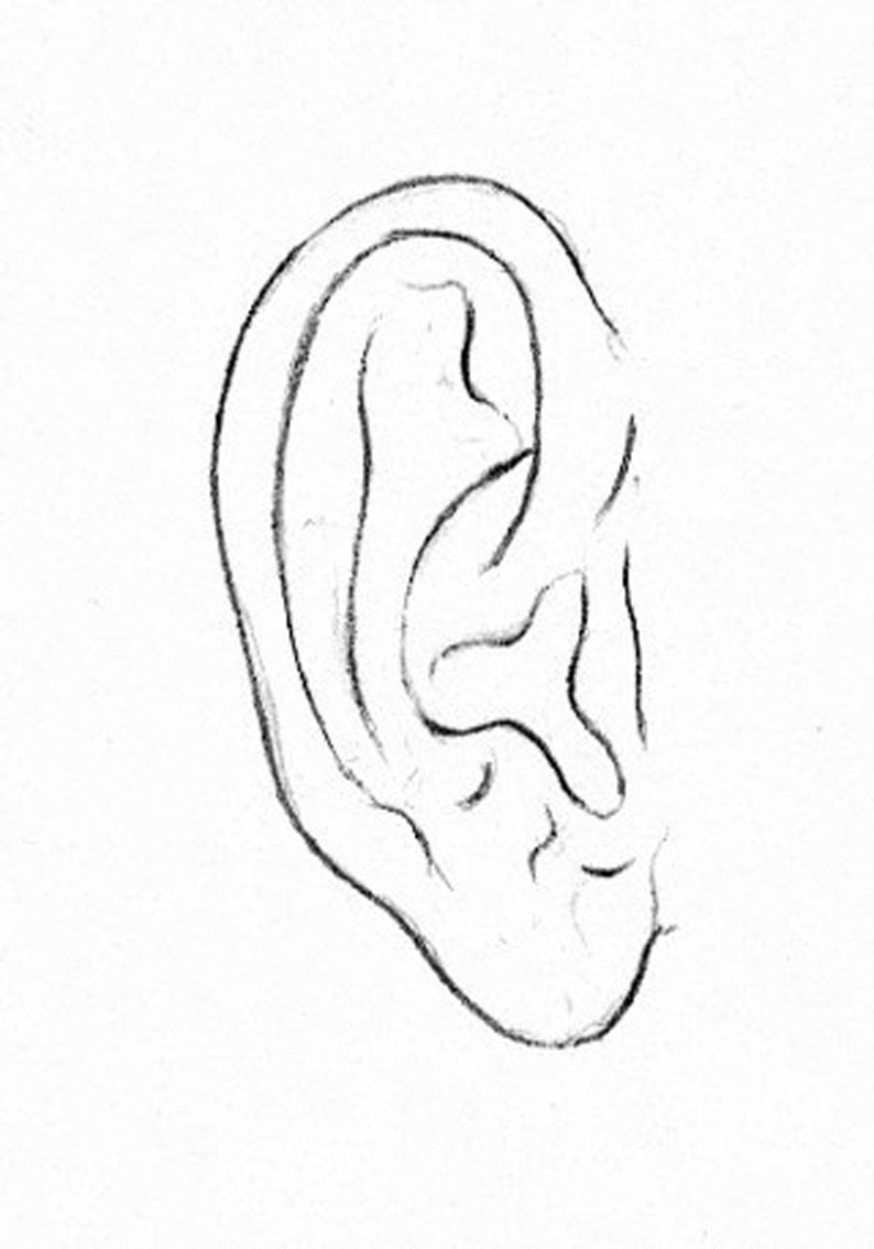 Drawing The Ear Learn How To Draw