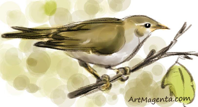 Arctic Warblersketch painting. Bird art drawing by illustrator Artmagenta.
