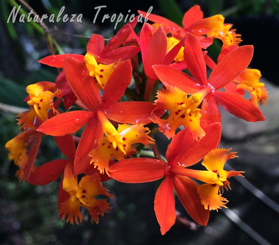 Floración de la orquídea Epidendrum radicans